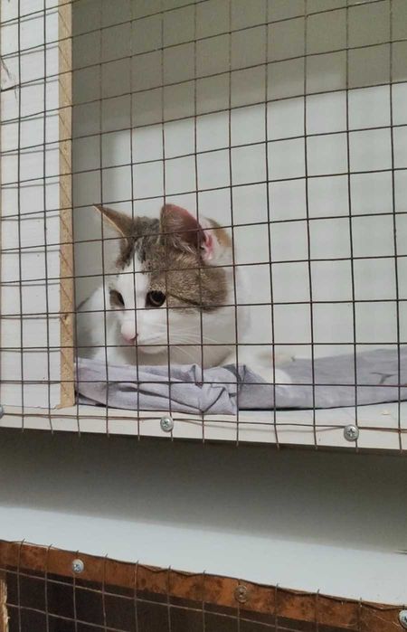 Умный котик ищет дом