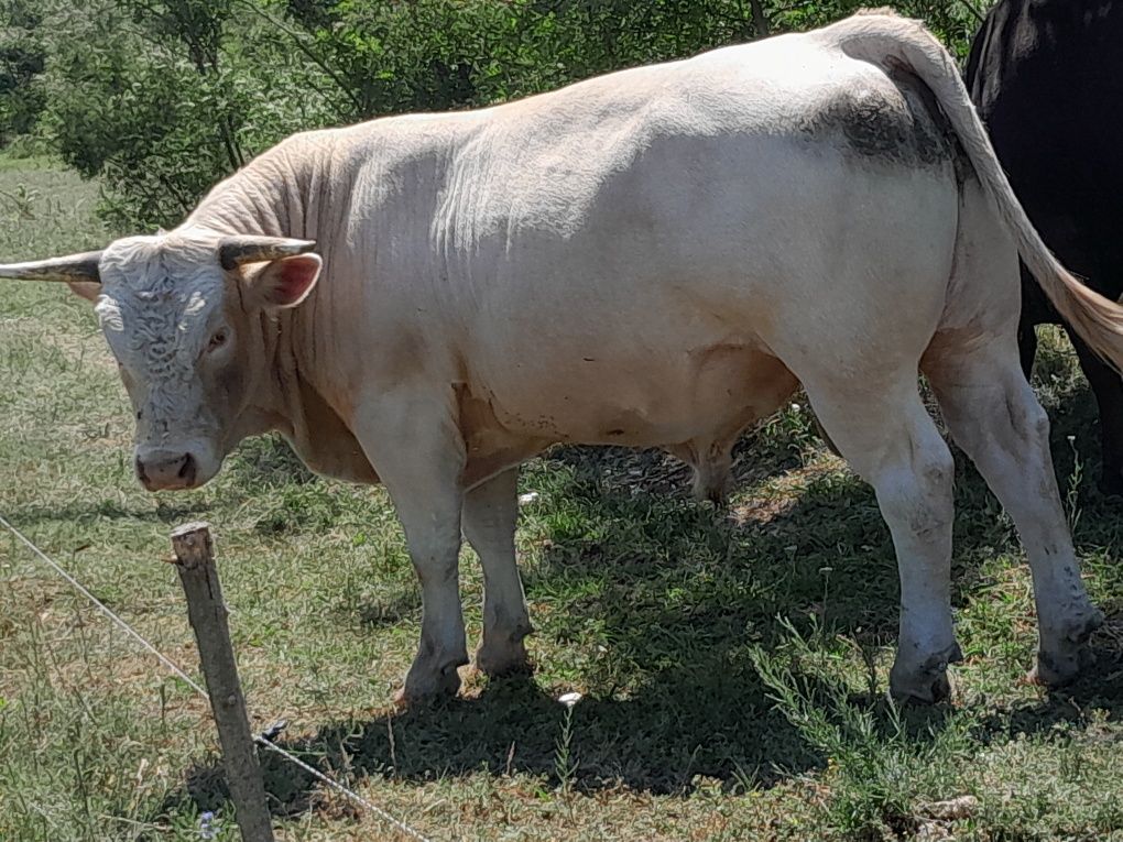 De vanzre taur sarolrz