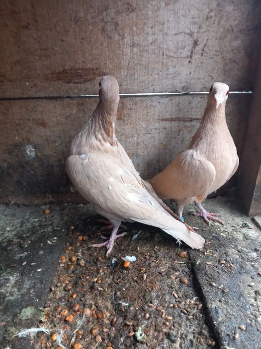 Vând pereche meulemans galben