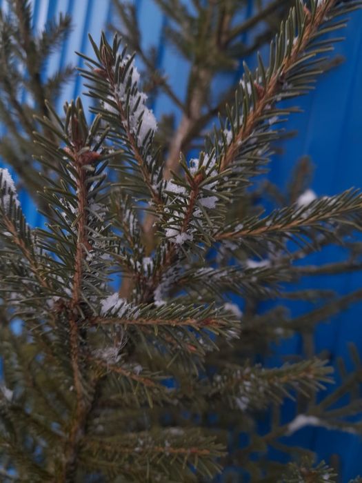 Продаются новогодние ели,сосны ,пихты