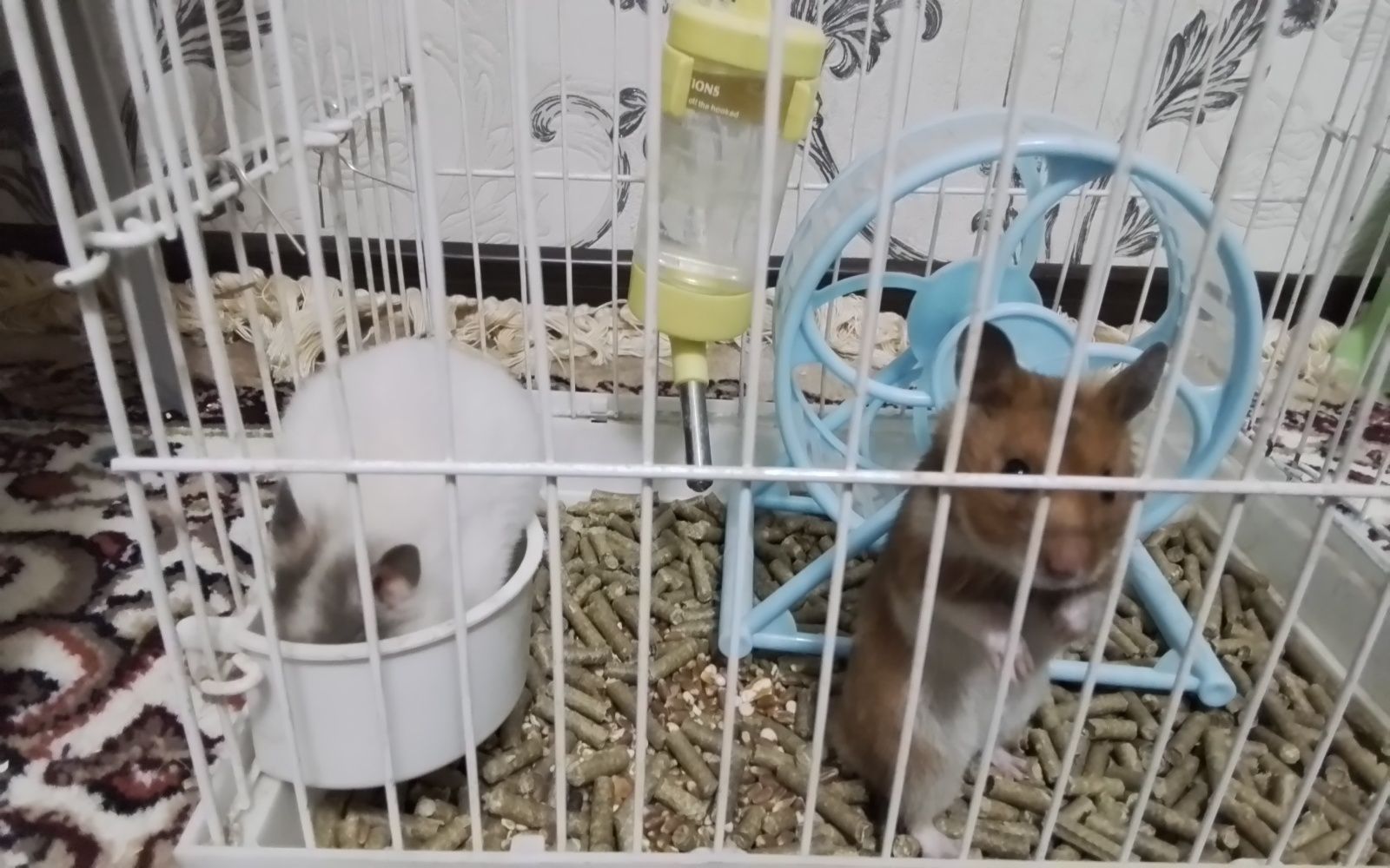 Hamyak oʻgʻilbola va qizbola 2 kg ovqat bilan qafas oyinchoq lari blan