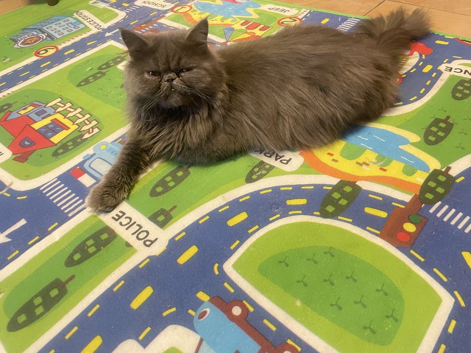 Persidiskiy mushuk ayol