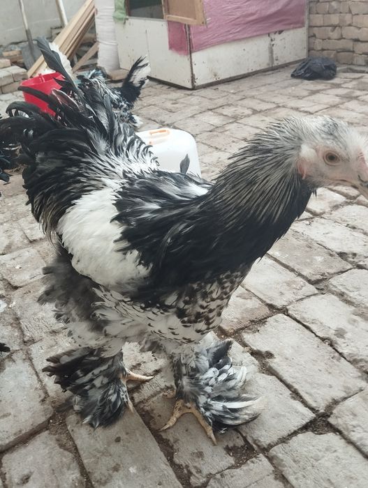 Тёмни пух хурозла сотилади.