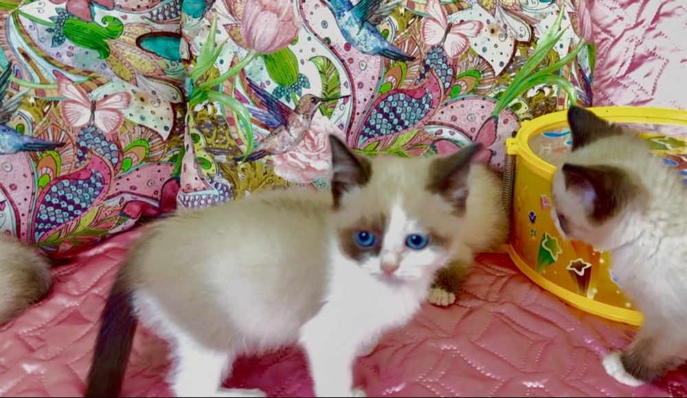 Рагдол / Регдол Ragdoll