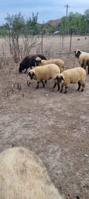 Mielute din primăvară