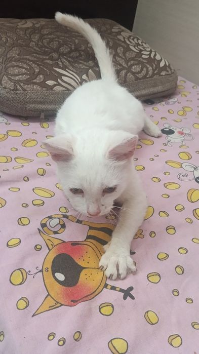 В Добрые руки Бесплатно!