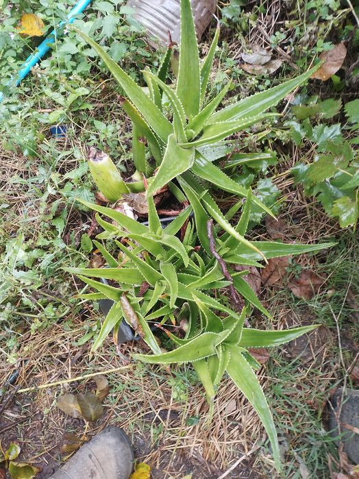 Donez pentru ingrijire 5 Aloe decorative !