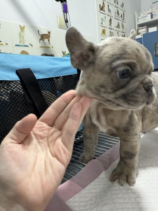 Bulldog Francez Merle