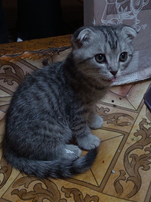 Продам котенка шотландец