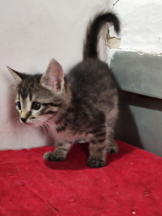 Отдам котят в добрые руки