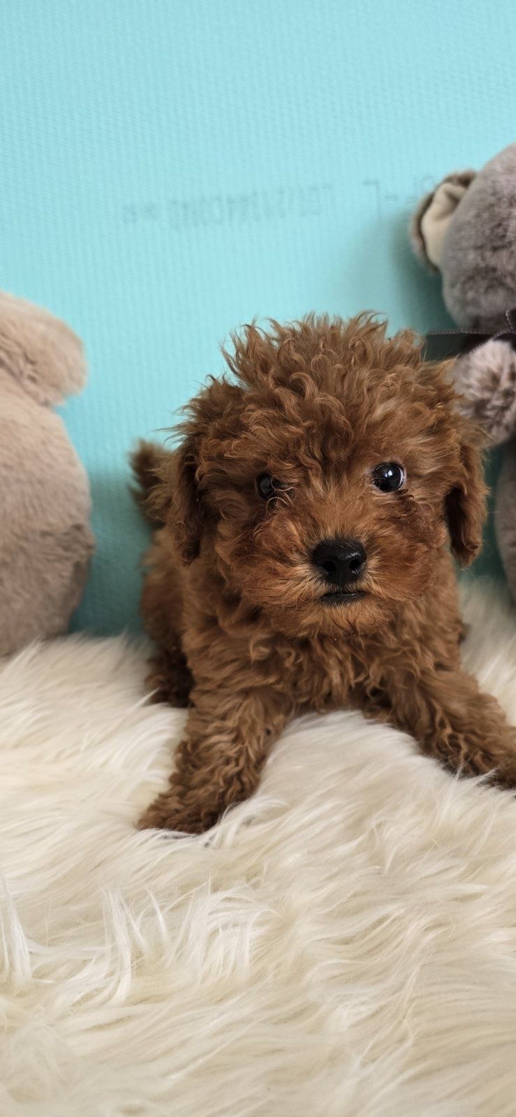 Пудел той/poodle toy/