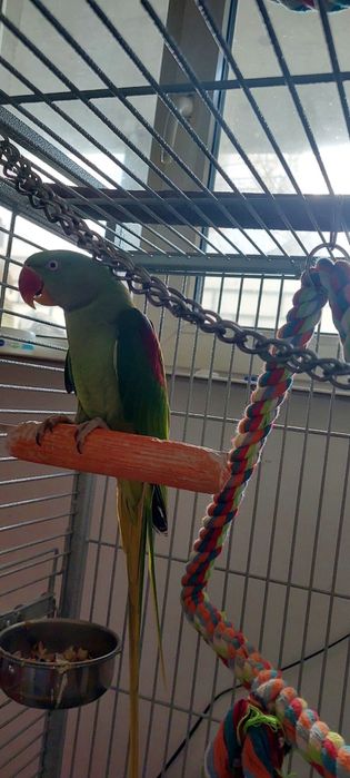 Papagal marele Alexander