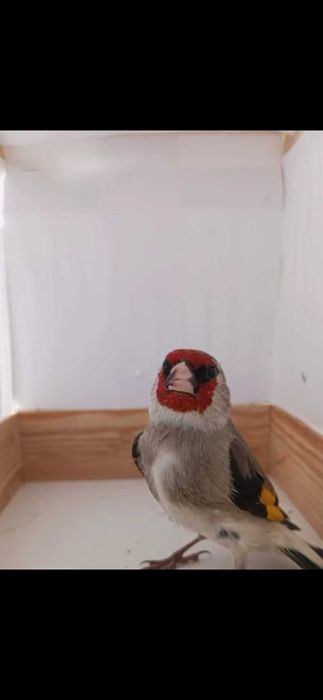 Щеглы сероголовые самцы.