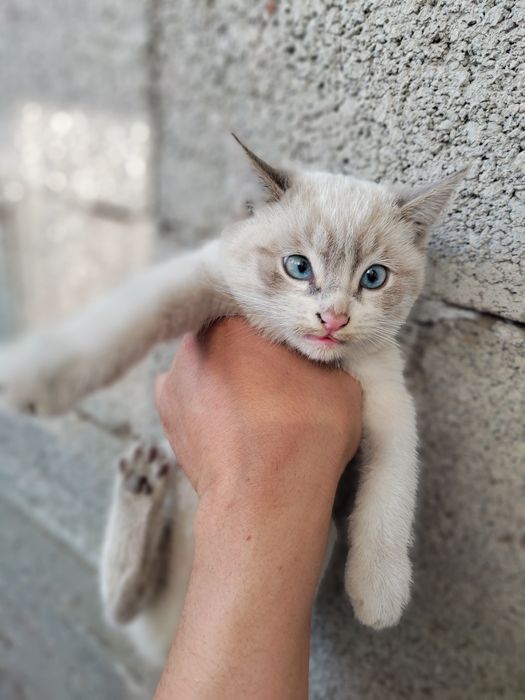 Продаются котята сиамские и страйт