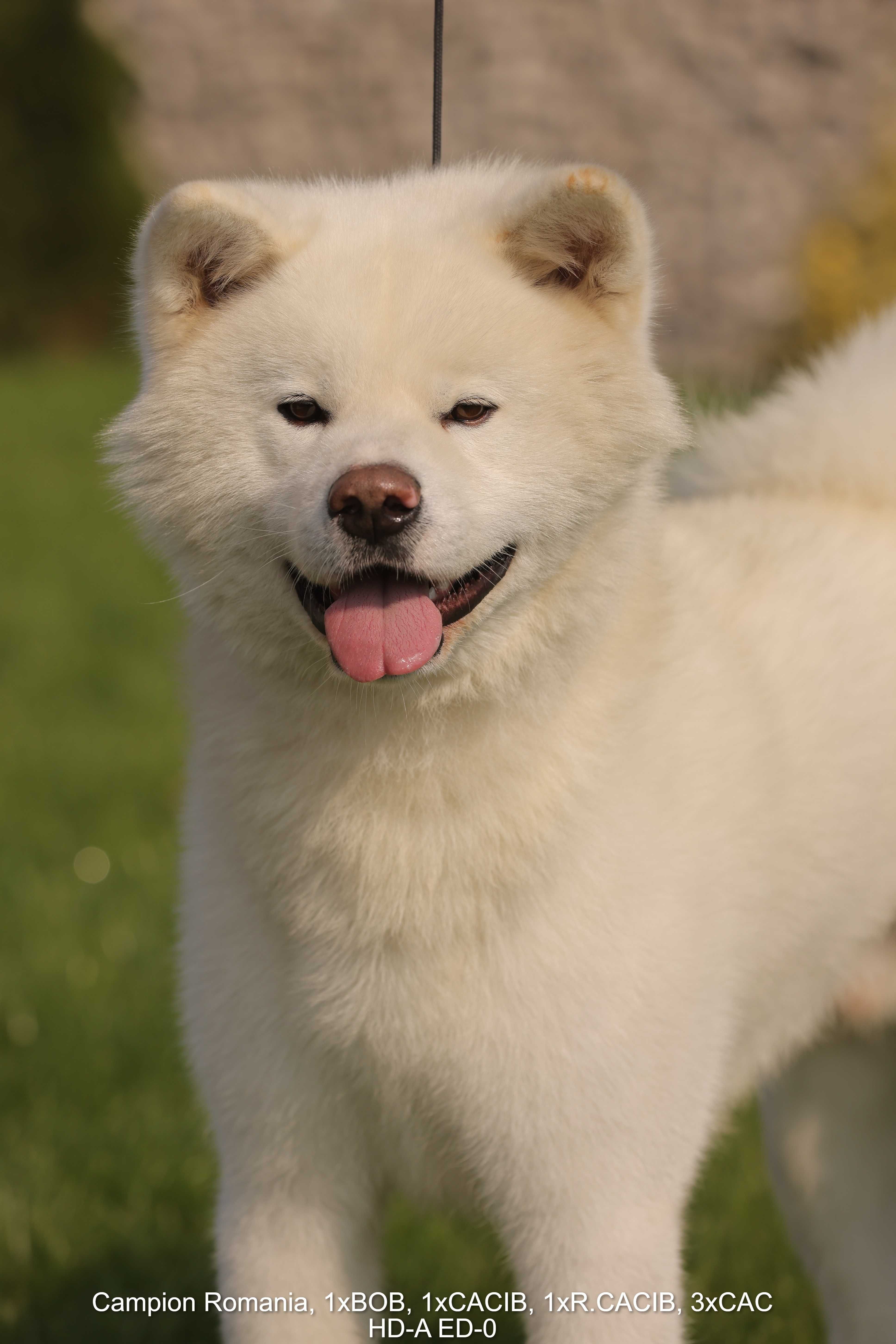 Akita Inu Mascul Pedigree tip A Arbitrat