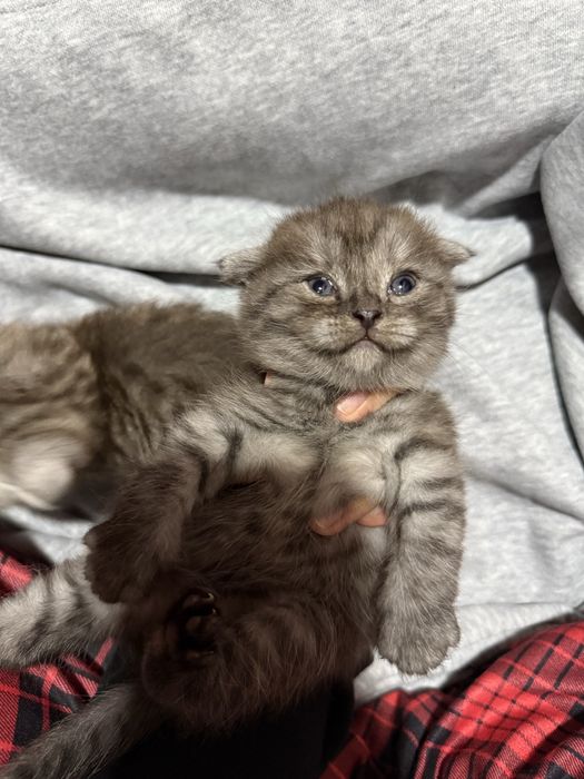 Scottish fold mushuk