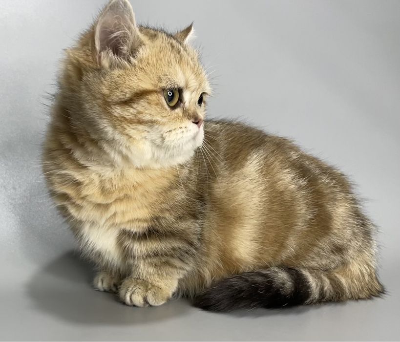 Продается манчкин,кошечка .