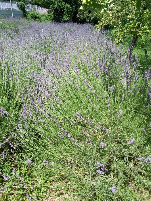 Tufe de lavandă intermedia x grosso