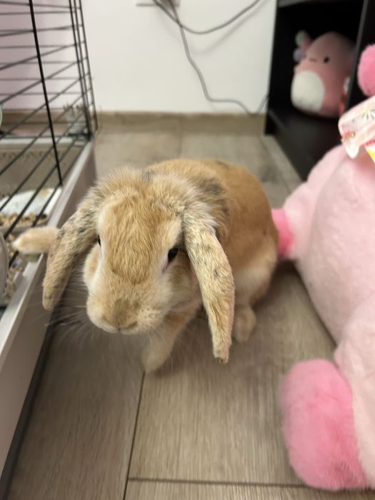 Iepuraş berbec ( lop)