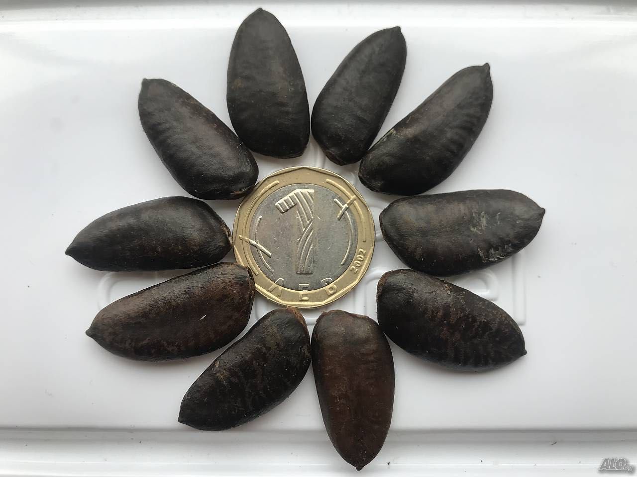 Индиански банан, Асимина трилоба, Asimina triloba,семена и растения