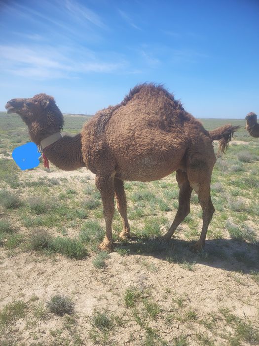 Ару ана мая сатылады 3 рет туган