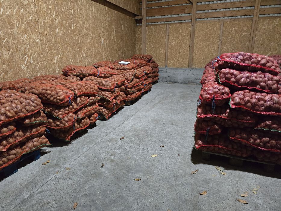 Cartofi consum roșu și alb