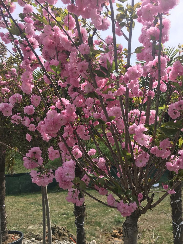 Cireș japonez Sakura
