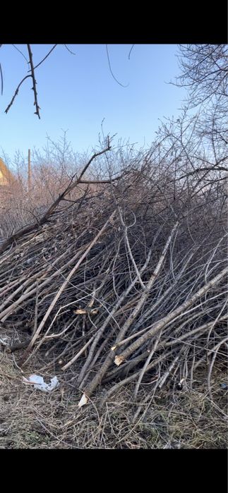 Отдам бесплатно дрова/хворост