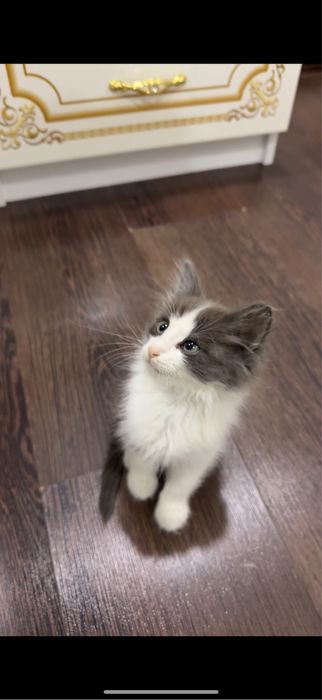 Отдам котенка в добрые руки