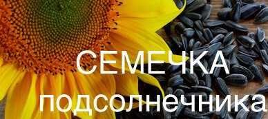 семечка подсолнуха 210 тг