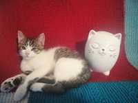 Friendly Cat Sitter, zona Manastur, pot gazdui pana la 4 pisicute