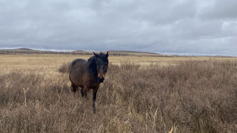 Продам лошадей 6-7 лет