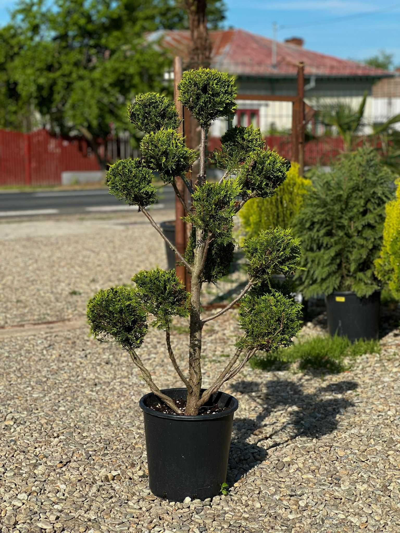 Plante Ornamentale de Orice specie