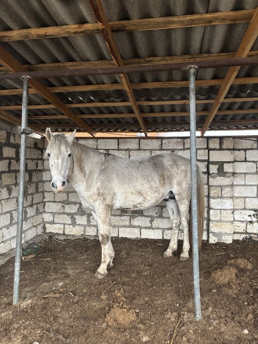 Срочно продам Айғыр