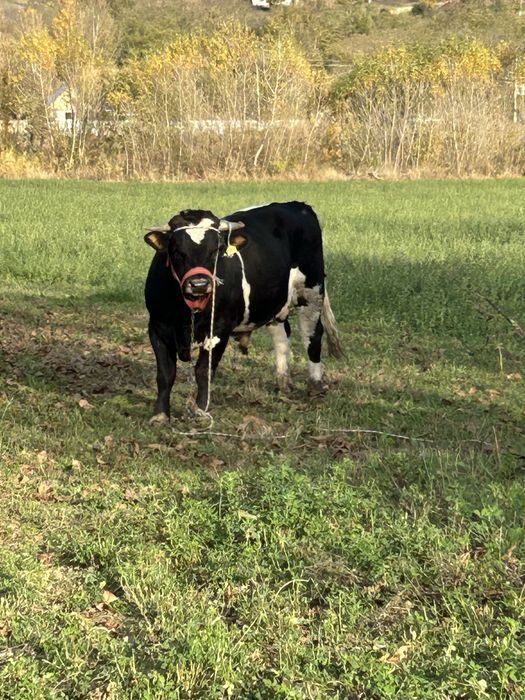 Taur vanzare pentru sacrificare