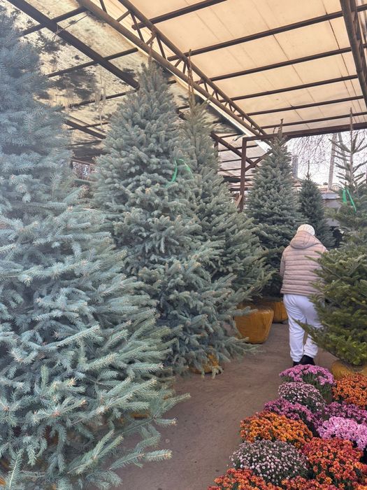 Елки Ель голубая купить в Алмате от питомника напрямую