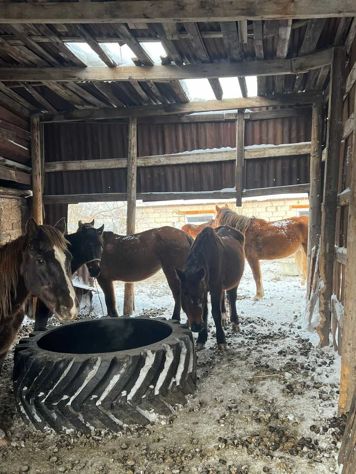 продам лошадей на согым и разведения