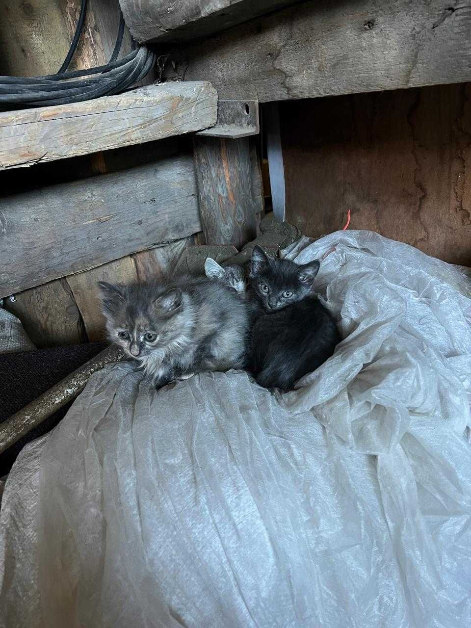 SOS Котята ищут дом