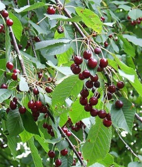 Саженцы малины, смородины, клубники, вишни,