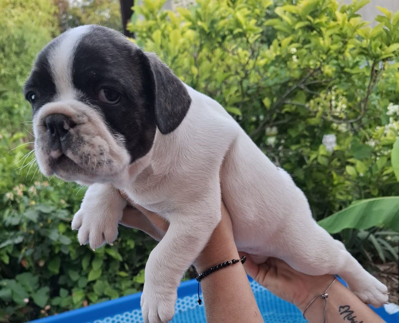 Bulldog francez (băiat)