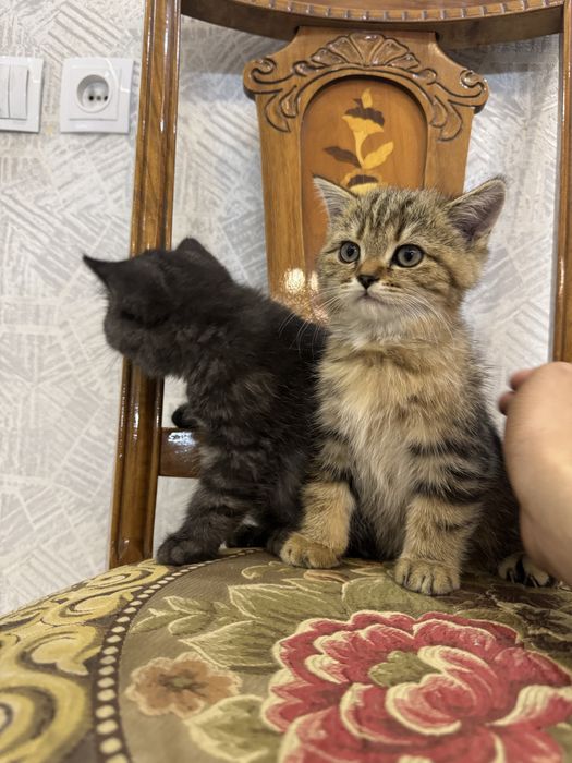 продаются породистые котята 500 000 сум