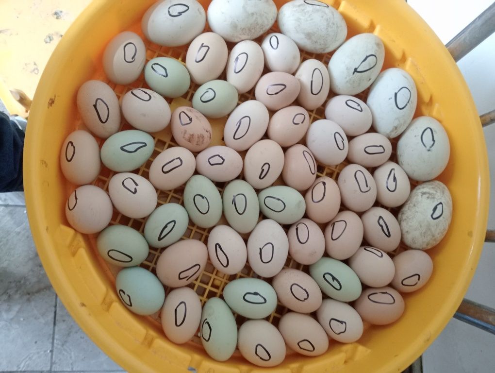 Găini pui ouă din rasa brahma b
