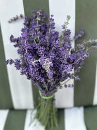 Lavanda Angustifolia - Parfum Intens