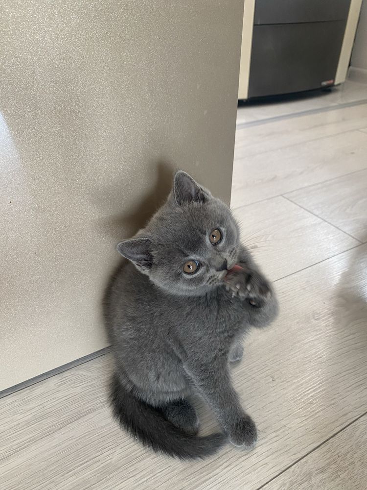 Шотландско котенце