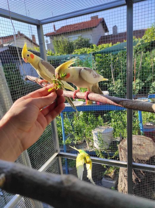 Бебета корели и вълнисти папагали