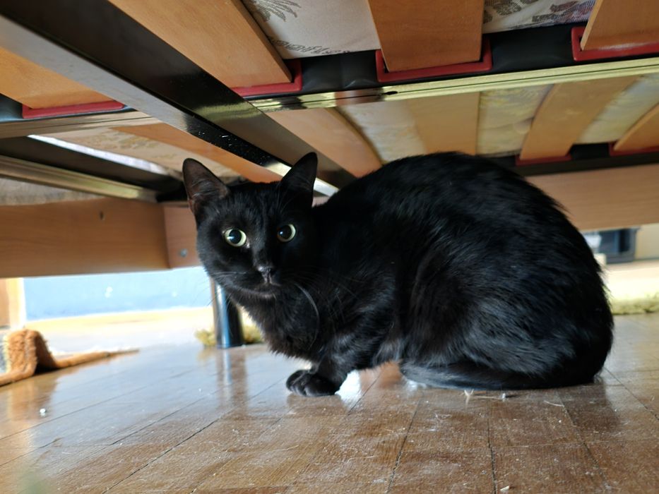 Adoptie motan/pisica castrate