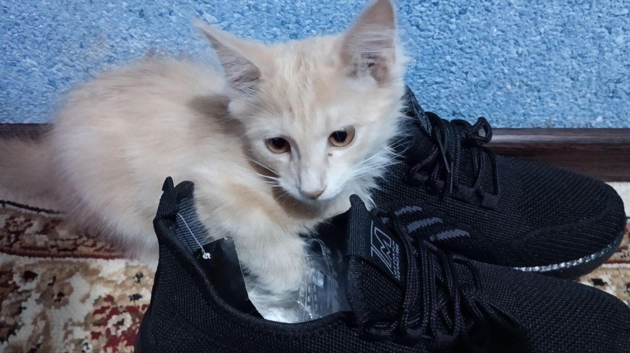 Отдам котика в добрые руки