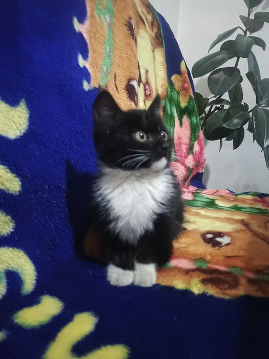 Отдам котёнка в добрые руки