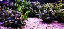 Plante de acvariu, Bucephalandra, Lobelia, Valisneria, plante easy