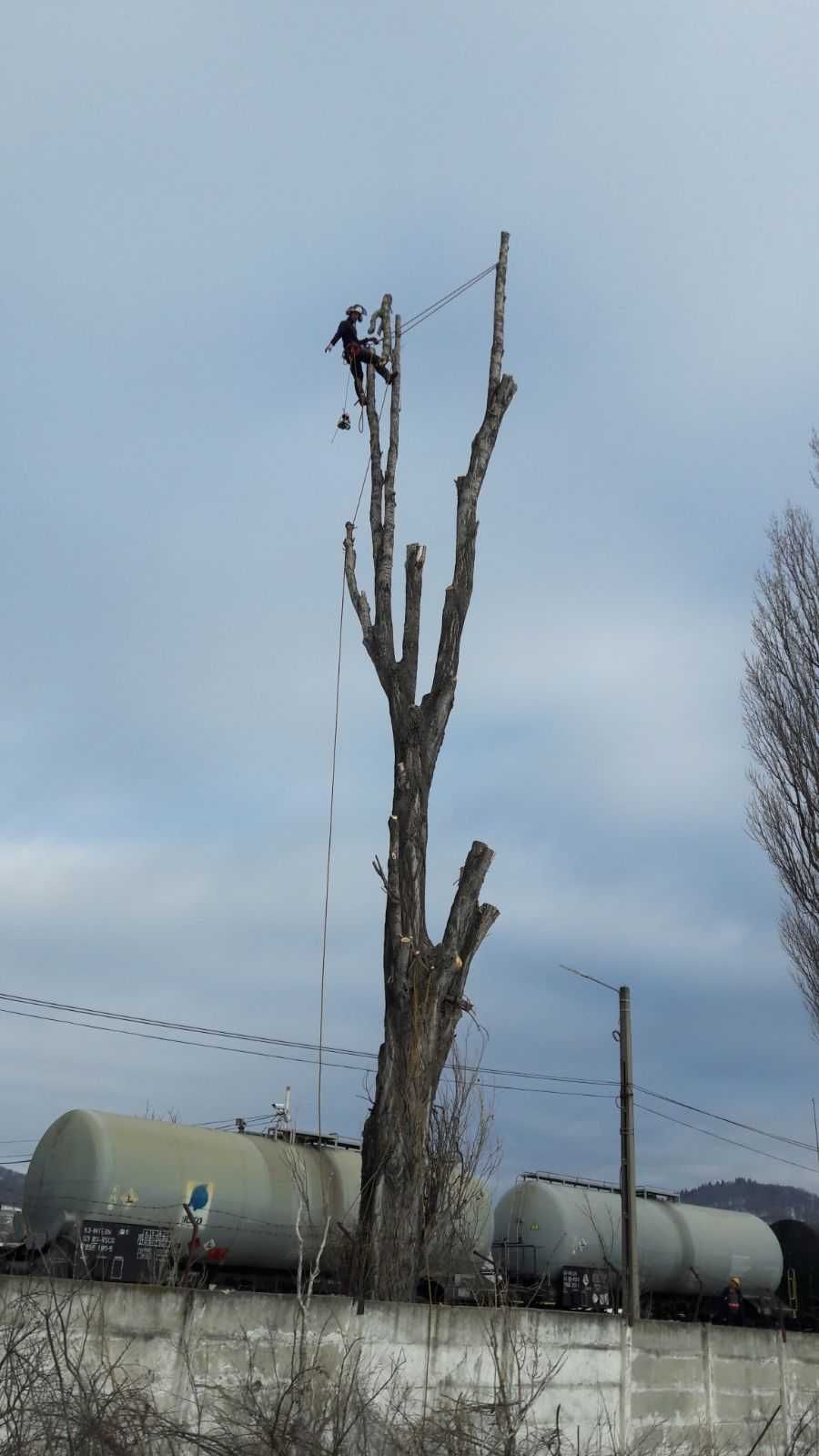 Toaletări, tăieri arbori copaci periculoși.